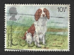 Stamps United Kingdom -  852 - Espaniel Galés