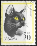 Stamps : Europe : Poland :  Gatos - European Shorthair Cat 