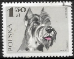 Stamps : Europe : Poland :  Perros - Schnauzer 