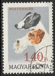 Stamps : Europe : Hungary :  Perros - Fox Terrier 