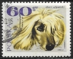 Stamps : Europe : Poland :  perros - Afghan Hound 