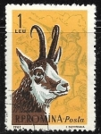 Stamps Europe - Romania -  Animales - cabras