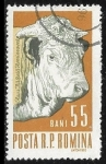 Stamps Europe - Romania -  Ganado - Male Cattle