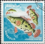 Stamps : Asia : Mongolia :  peces - Siniperca shuatsi