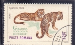 Stamps Romania -  Zoológico de Bucarest-tigres