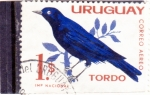 Stamps Uruguay -  AVE- Tordo
