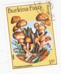 Sellos de Africa - Burkina Faso -  SETAS
