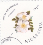 Sellos de America - Nicaragua -  FLORES- rosas silvestres