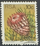 Sellos de Africa - Sudfrica -  Ladismith Sugarbush (Protea aristata)