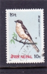 Sellos de Asia - Nepal -  AVE-Alcaudón real (Lanius excubitor)
