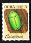 Sellos de America - Cuba -  Coleóptero