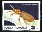 Stamps Romania -  Coleoptero