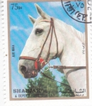  de Asia - Emiratos rabes Unidos -  caballo de raza