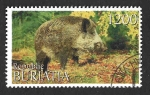  de Europa - Rusia -  (C) Jabalí (REP. BURIATIA)