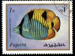 Sellos de Asia - Emiratos �rabes Unidos -  Fujeira 1972: Vida marina