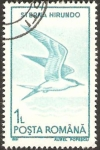 Stamps Romania -  fauna, sterna hirundo