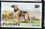 Stamps Asia - Philippines -  Galgo afgano