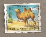 Sellos de Asia - Mongolia -  Camello bactriano