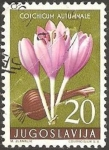 Stamps Yugoslavia -  flora, coichicum autumnale