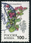 Sellos de Europa - Rusia -  Flor