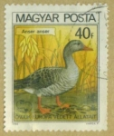 Stamps Hungary -  Pato