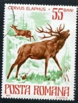 Stamps Romania -  Ciervo