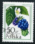 Sellos del Mundo : Europa : Polonia : Fruta silvestre