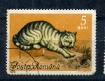 Stamps Romania -  Gato