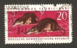 Stamps Germany -  584 - Musaraña