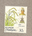 Stamps Asia - Malaysia -  Oryza sativa