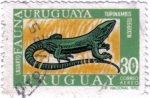 Sellos de America - Uruguay -  Lagarto fauna. Uruguay