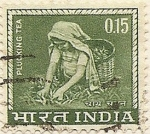 Stamps Asia - India -  PLUCKING TEA