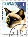 Sellos de America - Cuba -  Felinos del zoo de la Habana.Gato