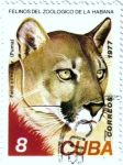 Stamps Cuba -  Felinos del zoo de la Habana.Puma