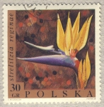 Stamps Poland -  strelitzia reginae
