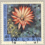 Stamps Poland -  coryphanta vivipara
