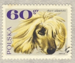 Stamps : Europe : Poland :  perro Afgano