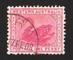 Sellos de Oceania - Australia -  cisne