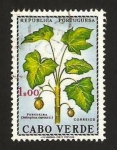 Stamps : Africa : Cape_Verde :  flora, purgueira