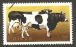 Sellos de Europa - Polonia -  vacas