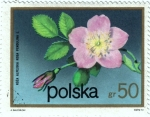 Sellos de Europa - Polonia -  Flores.