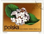 Stamps Poland -  Flores.