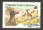 Stamps Uzbekistan -  ovis ammon severtzov