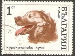 Stamps : Europe : Bulgaria :  perro