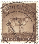 Stamps : Asia : India :  Chital animal de la india