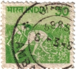 Stamps : Asia : India :  la recogida del trigo