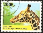 Sellos de Africa - Guinea -  jirafa