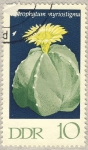 Stamps Germany -  DDR Astrophytum myriostigma