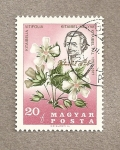 Stamps Hungary -  Pal Kitaibel, botánico