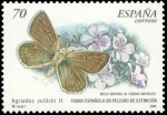Stamps Spain -  ESPAÑA 2000 3695 Sello Nuevo Fauna Española en Peligro de Extincion Mariposa Agriades Zullichi H.